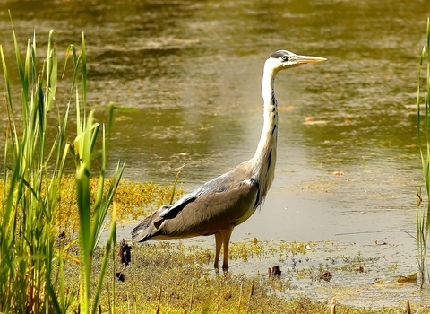 Grey Heron © Matthew Christou 2019