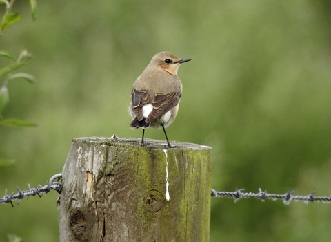 Wheatear © Richard Scott 2019