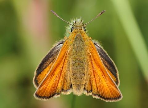 Small Skipper © Allen Holmes 2019