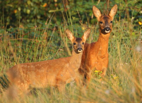 Roe Deer © Allen Holmes 2019