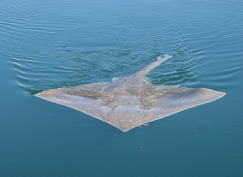 Flapper (common) skate