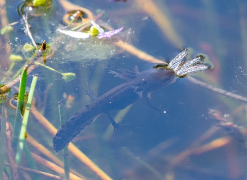 Great Crested Newt eating a dragonfly © Darren Ward 2019