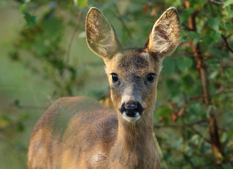 Roe Deer © Allen Holmes 2019