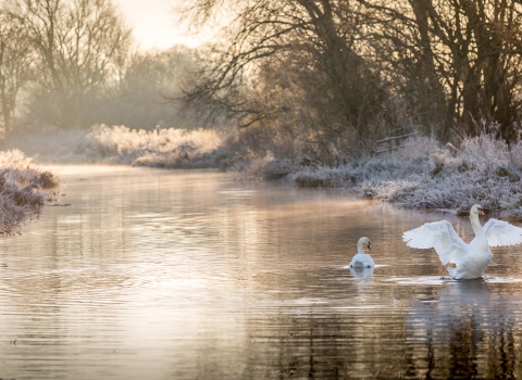 Swans on frozen river