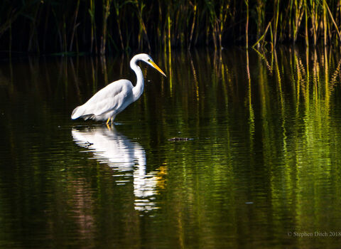 a recent photo of Great White Egret © Steve Ditch 2019