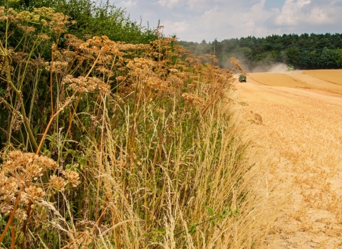 Field and hedgerow