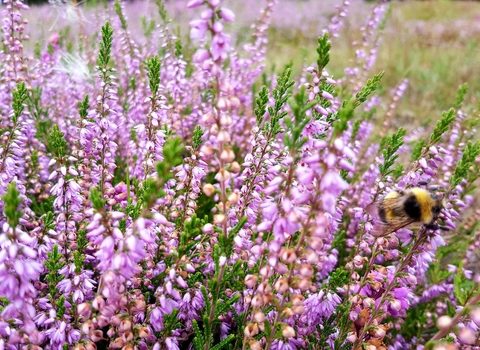 Heather at Manor Farm