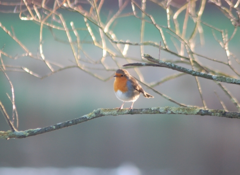 Robin on branch