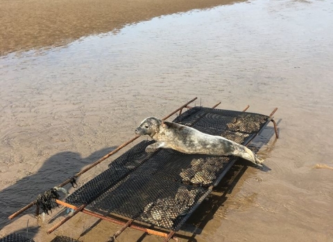 Seal on oyster trestles