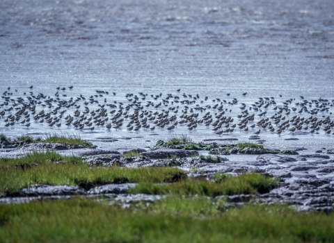 Waders at Spurn