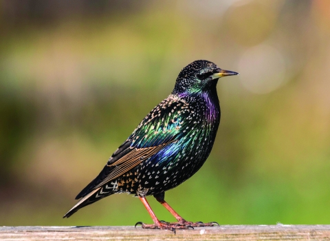 Starling