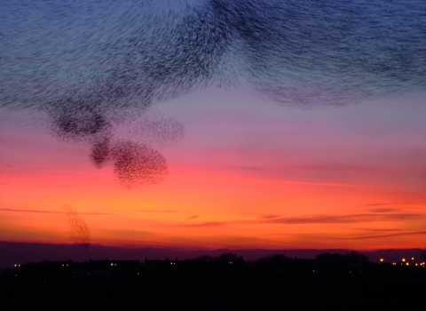 Starling murmuration at sunset