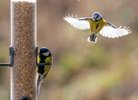 Great and Blue Tit © Darren Ward 2020