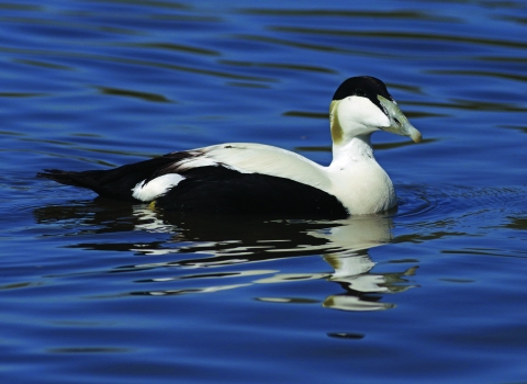 Eider duck (c) Gillian Day