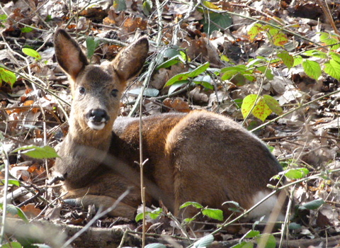 Roe Deer © Darren Wozencroft 2020