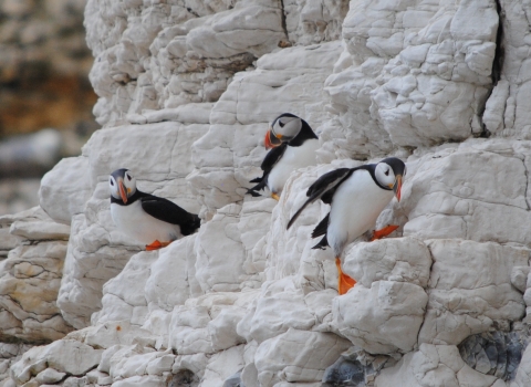 Puffins at Flamborough Cliffs