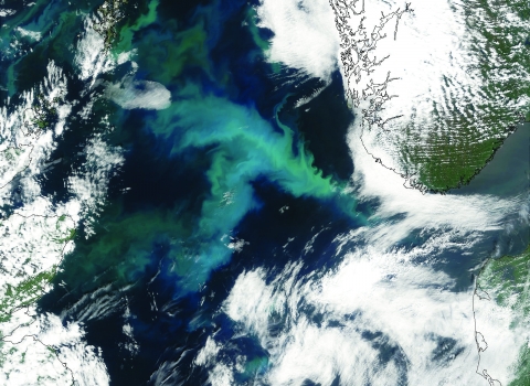 Nasa Earth Observatory image of a phytoplankton bloom in the North Sea