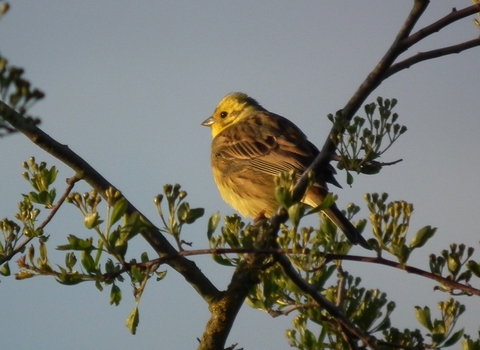 Male yellowhammer © Jon Traill