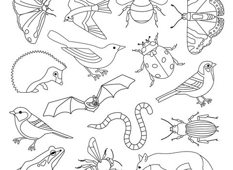 Wildlife treasure hunt illustrations