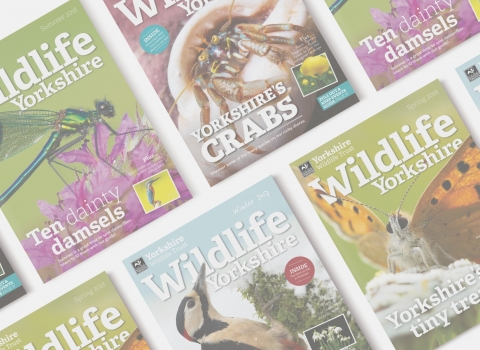 Wildlife Yorkshire magazines