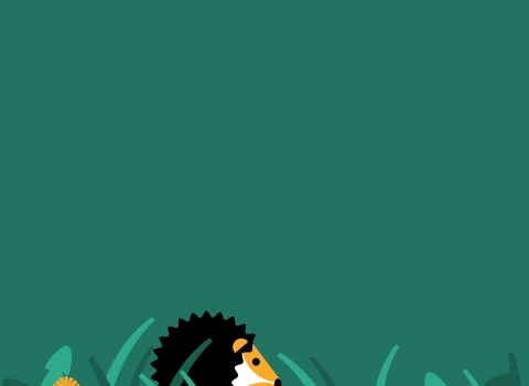 Hedgehog illustration