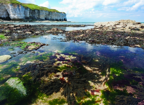 Flamborough rockpools