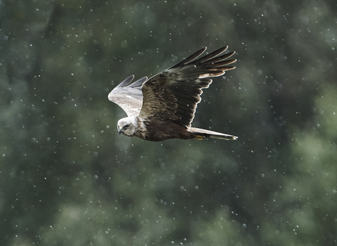 male Marsh Harrier © Malcolm Cook 2020