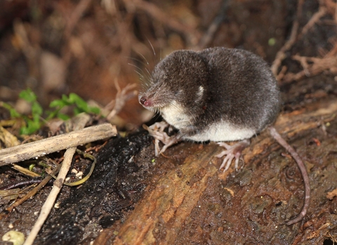 Water shrew © Jon Traill