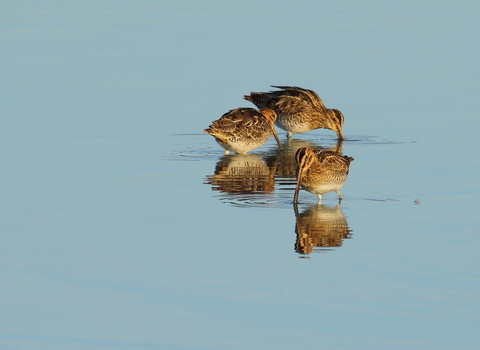 Snipe © Allen Holmes 2020