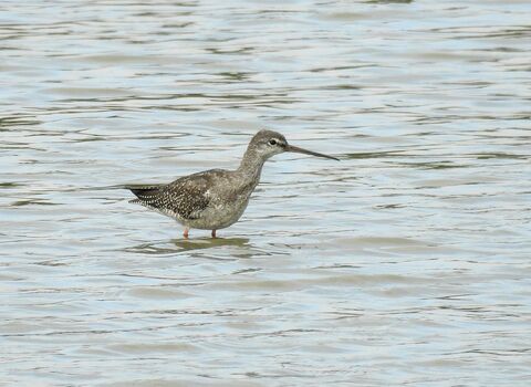 Spotted Redshank © Richard Scott 2020