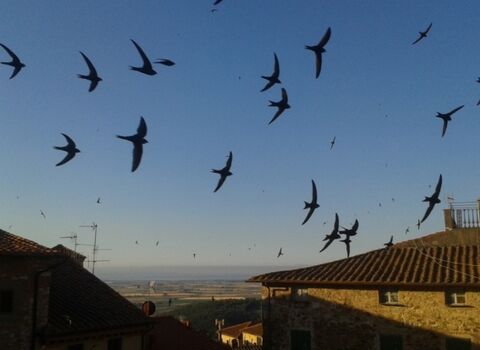 Swifts at sunset (c) Derbyshire Wildlife Trust