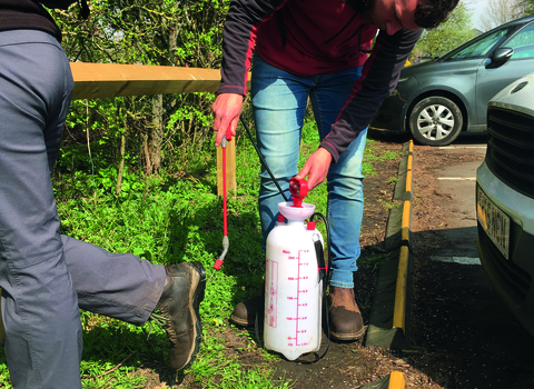 Biosecurity giant hogweed