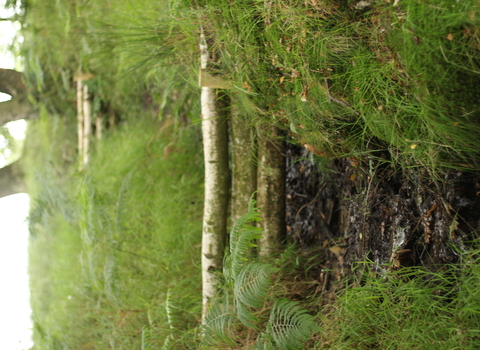 Leaky dam along the River Derwent