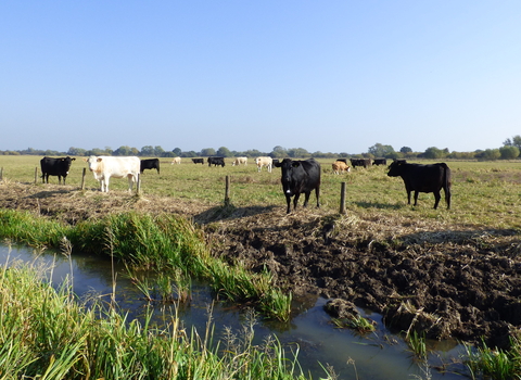 Cows on field next to riverbank
