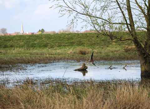 Snipe at Barmby on the Marsh wetlands