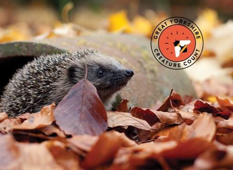 Hedgehog with red GYCC logo