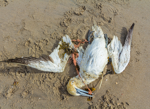 Gannet entangled in plastic