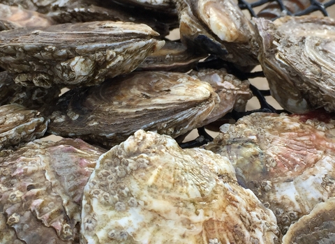 Native oysters