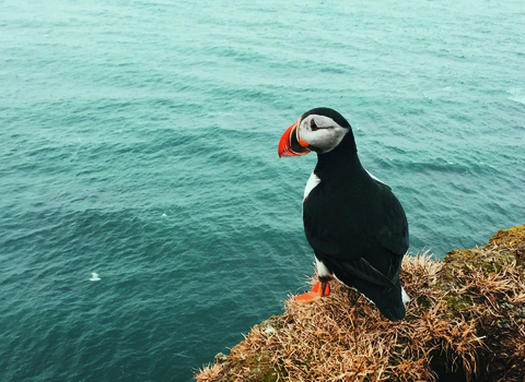 A solitary puffin stands on a cliff edge overlooking the ocean. 