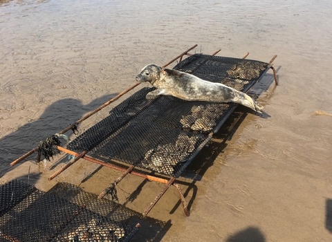 A seal sat on top of an oyster tray
