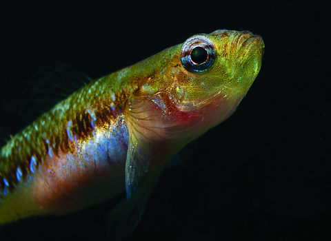 Two spot goby_Mark Thomas