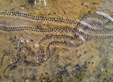 Under water there are long thin glistening transparent tubes, which are filled with little black dots