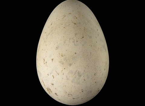 A smooth, slightly mottled egg that is a white/beige colour