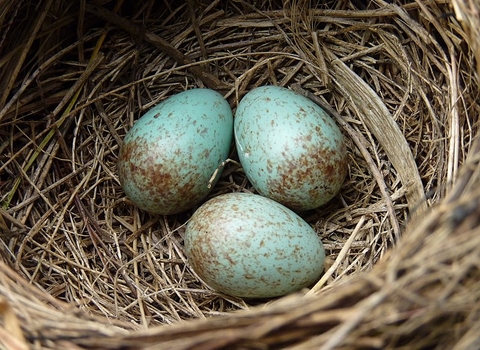 Blackbird eggs