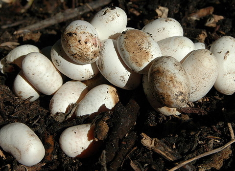 A group of smooth white eggs on earthy ground, some of the eggs are slightly muddy. They are small, long and narrow eggs.