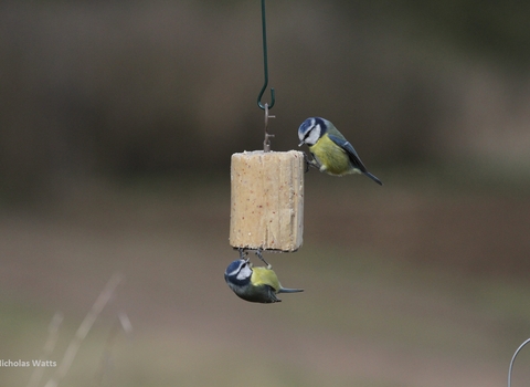 Blue tits on suet cake