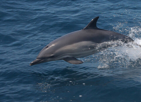 Common Dolphin (C) Mike Snelle