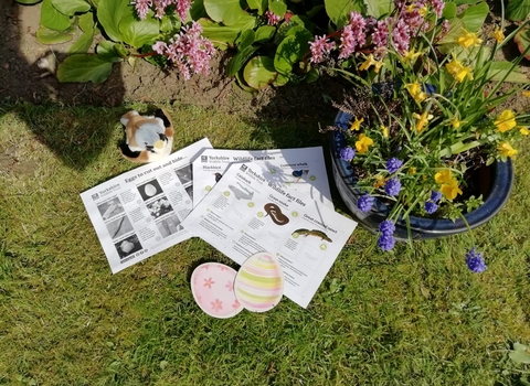 Egg activity