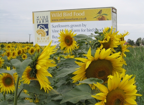 Sunflowers with Vine House Farm billboard in the background