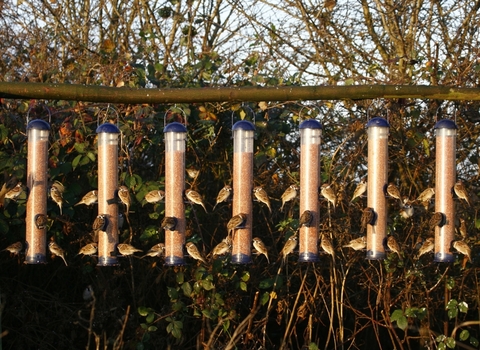 Tree sparrows on feeders